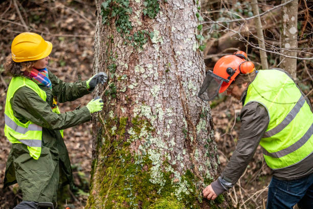 How Our Tree Care Process Works  in  Bellmawr, NJ